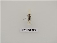 藏品(恆春粗腿天牛)的圖片